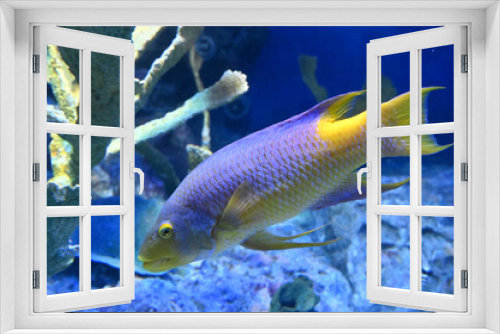 Fototapeta Naklejka Na Ścianę Okno 3D - 水底を泳ぐスパニッシュホグフィッシュの姿（日本の東京池袋サンシャイン水族館）