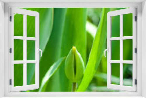 Fototapeta Naklejka Na Ścianę Okno 3D - Green bush with tulip bud