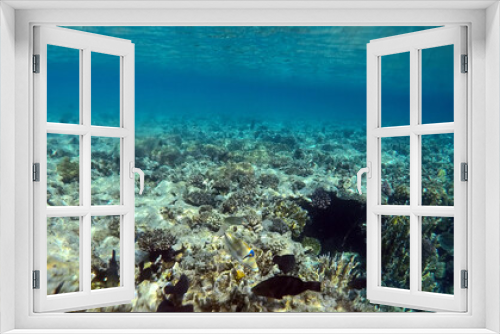 Fototapeta Naklejka Na Ścianę Okno 3D - Tropical coral reef. Ecosystem and environment. Red Sea, Egypt. Near Sharm El Sheikh