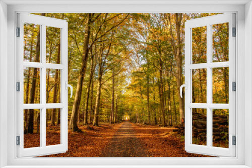 Fototapeta Naklejka Na Ścianę Okno 3D - Sunny autumn day in forest 