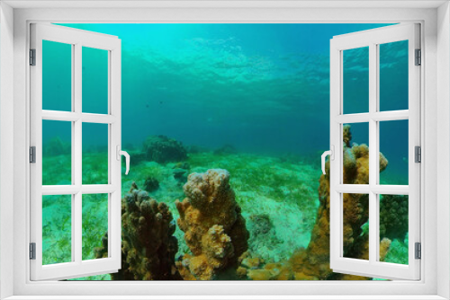 Fototapeta Naklejka Na Ścianę Okno 3D - Reef Coral Tropical Garden. Tropical underwater sea fish. Colourful tropical coral reef. Philippines.
