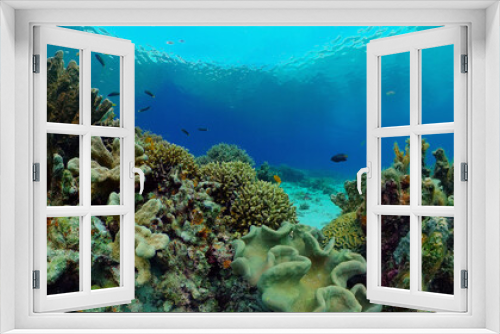 Fototapeta Naklejka Na Ścianę Okno 3D - Underwater Scene Coral Reef. Underwater sea fish. Tropical reef marine. Colourful underwater seascape. Philippines.