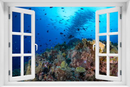 Fototapeta Naklejka Na Ścianę Okno 3D - World class pristine healthy hard coral reef 