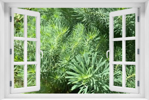 Fototapeta Naklejka Na Ścianę Okno 3D - Green bush