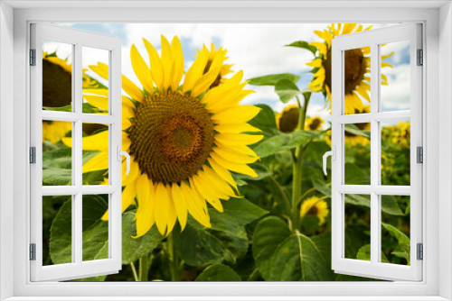 Fototapeta Naklejka Na Ścianę Okno 3D - yellow sunflower  fields in summer