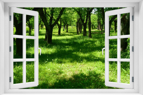 Fototapeta Naklejka Na Ścianę Okno 3D - Spring park, young foliage trees