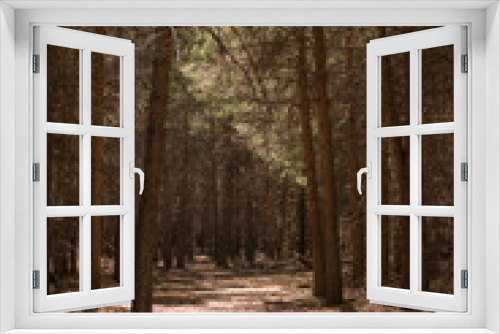 Fototapeta Naklejka Na Ścianę Okno 3D - pine forest in Sierra Nevada in southern Spain