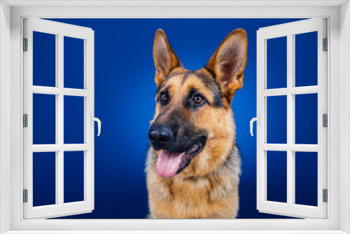 Fototapeta Naklejka Na Ścianę Okno 3D - Beautiful German shepherd dog against blue background. 