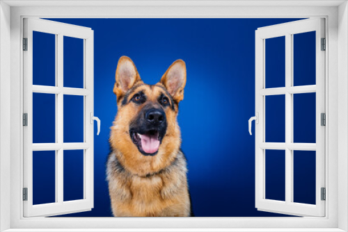Fototapeta Naklejka Na Ścianę Okno 3D - Beautiful German shepherd dog against blue background. 