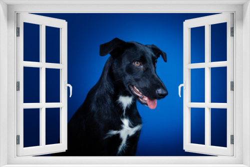 Fototapeta Naklejka Na Ścianę Okno 3D - Funny black dog doing tricks  against blue background. 