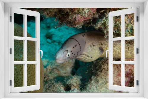 Fototapeta Naklejka Na Ścianę Okno 3D - Black-spotted Moray eel Seychelles Indian ocean