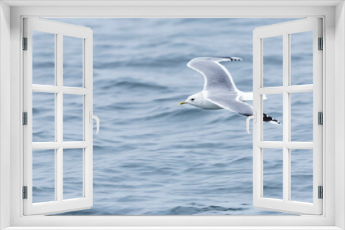 Fototapeta Naklejka Na Ścianę Okno 3D - Common Gull, Larus canus canus