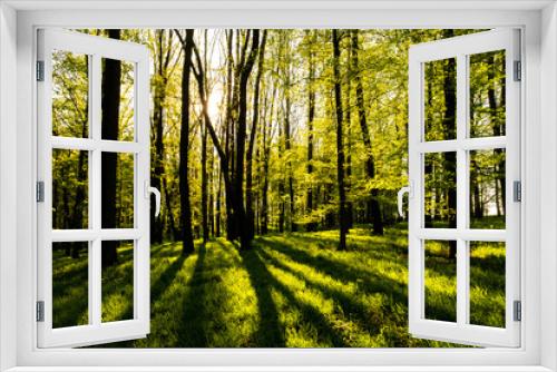 Fototapeta Naklejka Na Ścianę Okno 3D - Green forest in spring