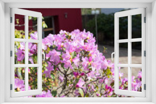 Fototapeta Naklejka Na Ścianę Okno 3D - Blühender Rhododendron vor einer Kirchengemeinde in Kettwig