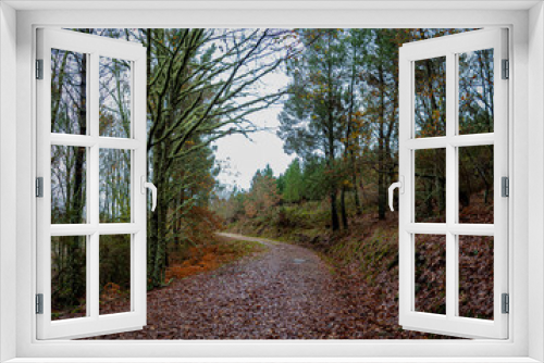 Fototapeta Naklejka Na Ścianę Okno 3D - camino en el bosque