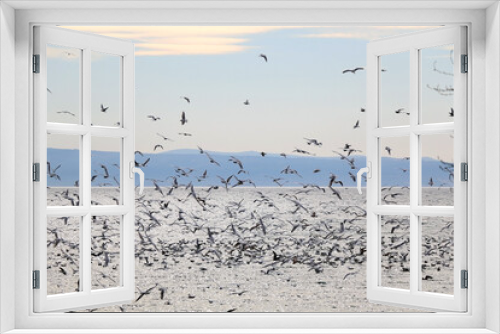 Fototapeta Naklejka Na Ścianę Okno 3D - Flock of seagulls on the beach. Selective focus.
