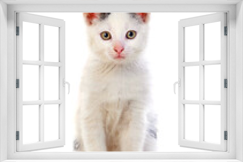 Fototapeta Naklejka Na Ścianę Okno 3D - Beautiful white cat sitting