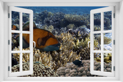 Fototapeta Naklejka Na Ścianę Okno 3D - Living and dead coral reef, underwater, Red Sea