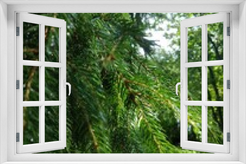 Fototapeta Naklejka Na Ścianę Okno 3D - 
Spruce coniferous branches with water drops after rain