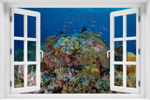 Fototapeta Naklejka Na Ścianę Okno 3D - Colorful anthias reef fish swimming in tropical clear water above coral reef