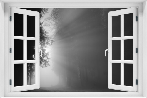 Fototapeta Naklejka Na Ścianę Okno 3D - Sonnenstrahlen aus Wald