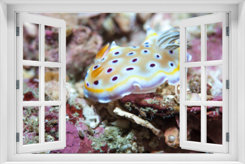 Fototapeta Naklejka Na Ścianę Okno 3D - nudibranch or slug in mediterranean sea