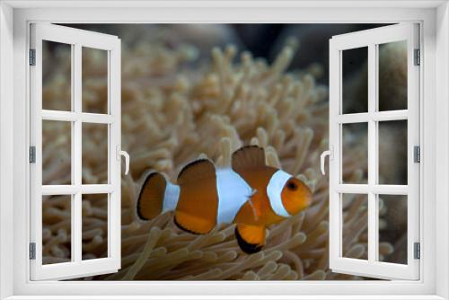 Fototapeta Naklejka Na Ścianę Okno 3D - A clown fish or nemo fish in a marine anemone