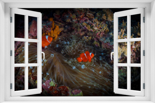 Fototapeta Naklejka Na Ścianę Okno 3D - Pair of spinecheek clownfish swim around their anemone (Premnas biaculeatus)