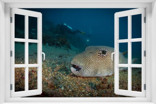 Fototapeta Naklejka Na Ścianę Okno 3D - Map pufferfish resting on bottom beside coral reef