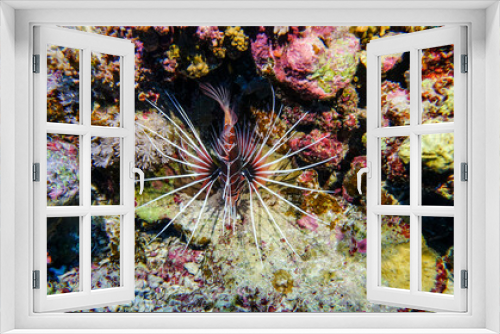 Fototapeta Naklejka Na Ścianę Okno 3D - bright beautiful fish of the Red Sea in a natural environment on a coral reef