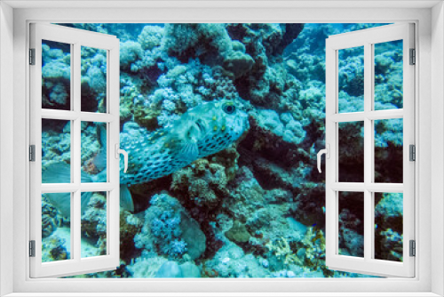 Fototapeta Naklejka Na Ścianę Okno 3D - bright beautiful fish of the Red Sea in a natural environment on a coral reef