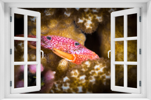Fototapeta Naklejka Na Ścianę Okno 3D - Colorful crab hiding inside of hard coral