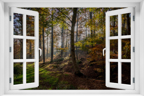 Fototapeta Naklejka Na Ścianę Okno 3D - 
forest