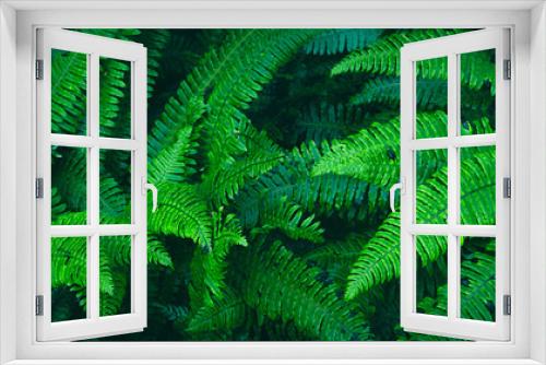 Fototapeta Naklejka Na Ścianę Okno 3D - Fern plants. Fern leaf. Green fern leaves in forest. natural texture pattern background. Tropical foliage in jungle.