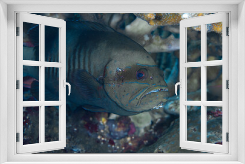 Fototapeta Naklejka Na Ścianę Okno 3D - Colorful tropical reef fish