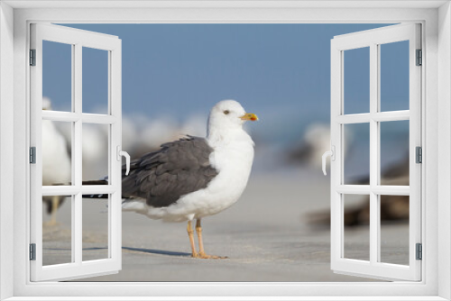 Fototapeta Naklejka Na Ścianę Okno 3D - Heuglins Meeuw, Heuglin's Gull, Larus heuglini