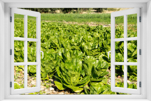 Fototapeta Naklejka Na Ścianę Okno 3D - The growing lettuce in the field