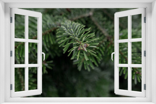 Fototapeta Naklejka Na Ścianę Okno 3D - Close up of pine needles