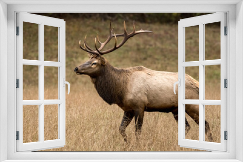 Fototapeta Naklejka Na Ścianę Okno 3D - Strutting Bull Elk In Dry Field