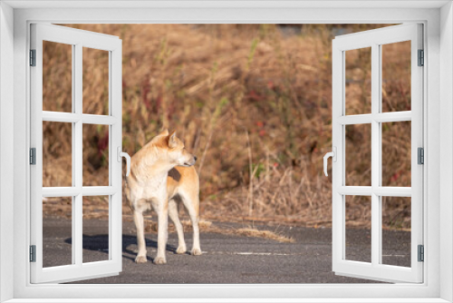 Fototapeta Naklejka Na Ścianę Okno 3D - 見つめる犬