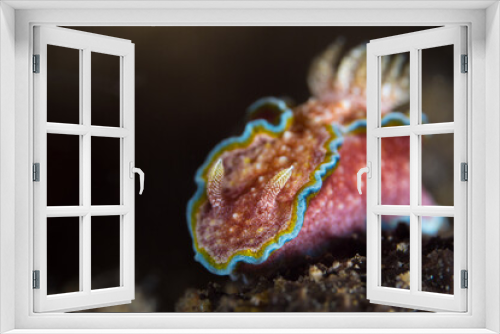 Fototapeta Naklejka Na Ścianę Okno 3D - Colorful nudibranch seaslug on coral reef