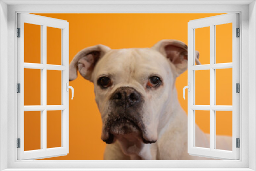 Fototapeta Naklejka Na Ścianę Okno 3D - Portrait of a White Boxer Dog on an orange background