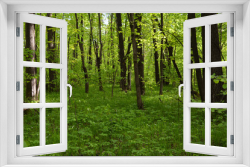 Fototapeta Naklejka Na Ścianę Okno 3D - Beautiful forest landscape in spring. Fresh green grass and foliage of trees.