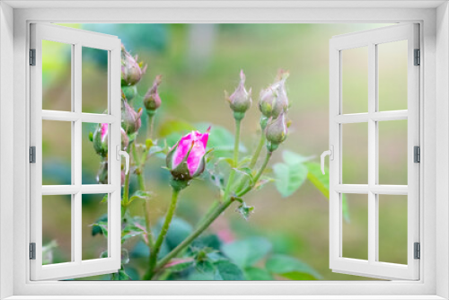 Fototapeta Naklejka Na Ścianę Okno 3D - Rose buds on a bush in the garden with a blurred background