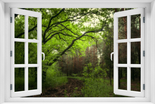 Fototapeta Naklejka Na Ścianę Okno 3D - Dense green forest with branching trees