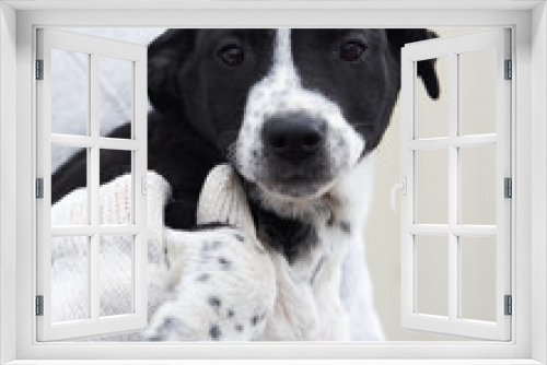 Fototapeta Naklejka Na Ścianę Okno 3D - Take dog from shelter and give it happy life. Small stray puppy mongrel with beautiful big kind brown eyes and black and white spotted color looks straight into soul.