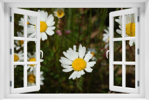 Fototapeta Naklejka Na Ścianę Okno 3D - Daisies on a meadow