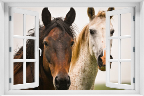 Fototapeta Naklejka Na Ścianę Okno 3D - portrait of a horse