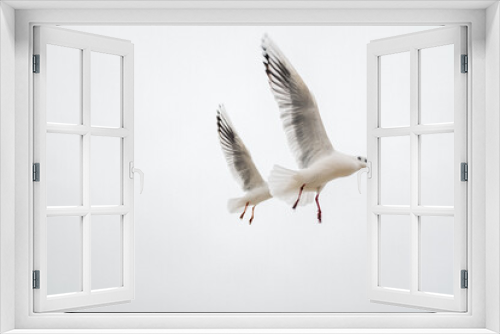 Fototapeta Naklejka Na Ścianę Okno 3D - Möwen im Flug