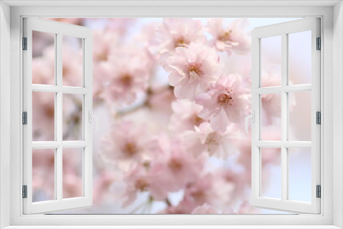 Fototapeta Naklejka Na Ścianę Okno 3D - しだれ桜